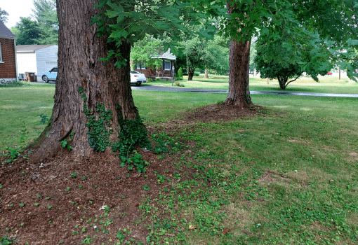 Garden Bed Creation - Before