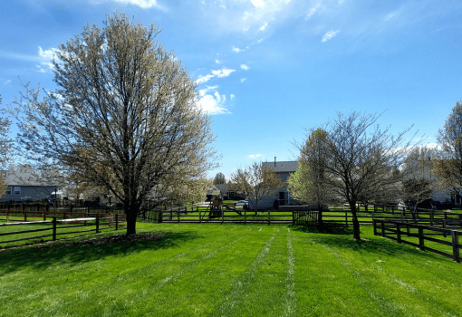 Tree Trimming - Small Jobs