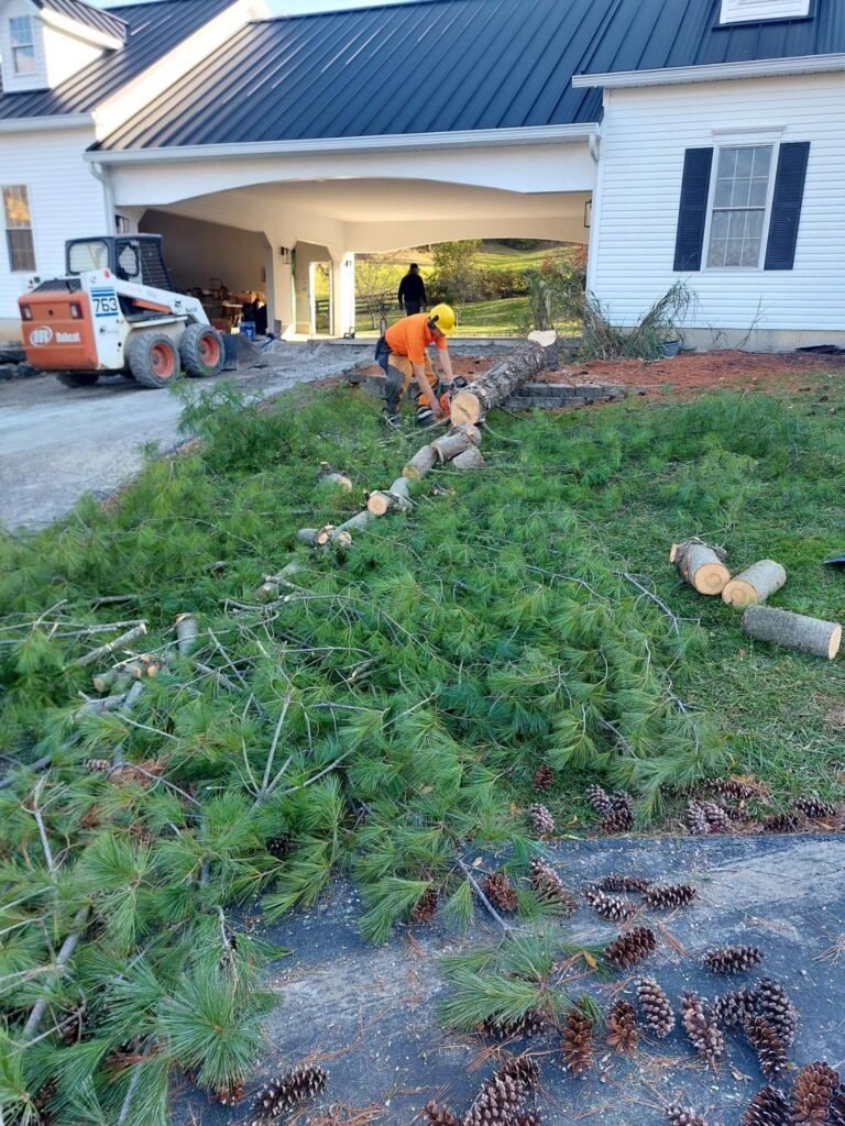 Tree Removal-min Tree Removal, Forestry