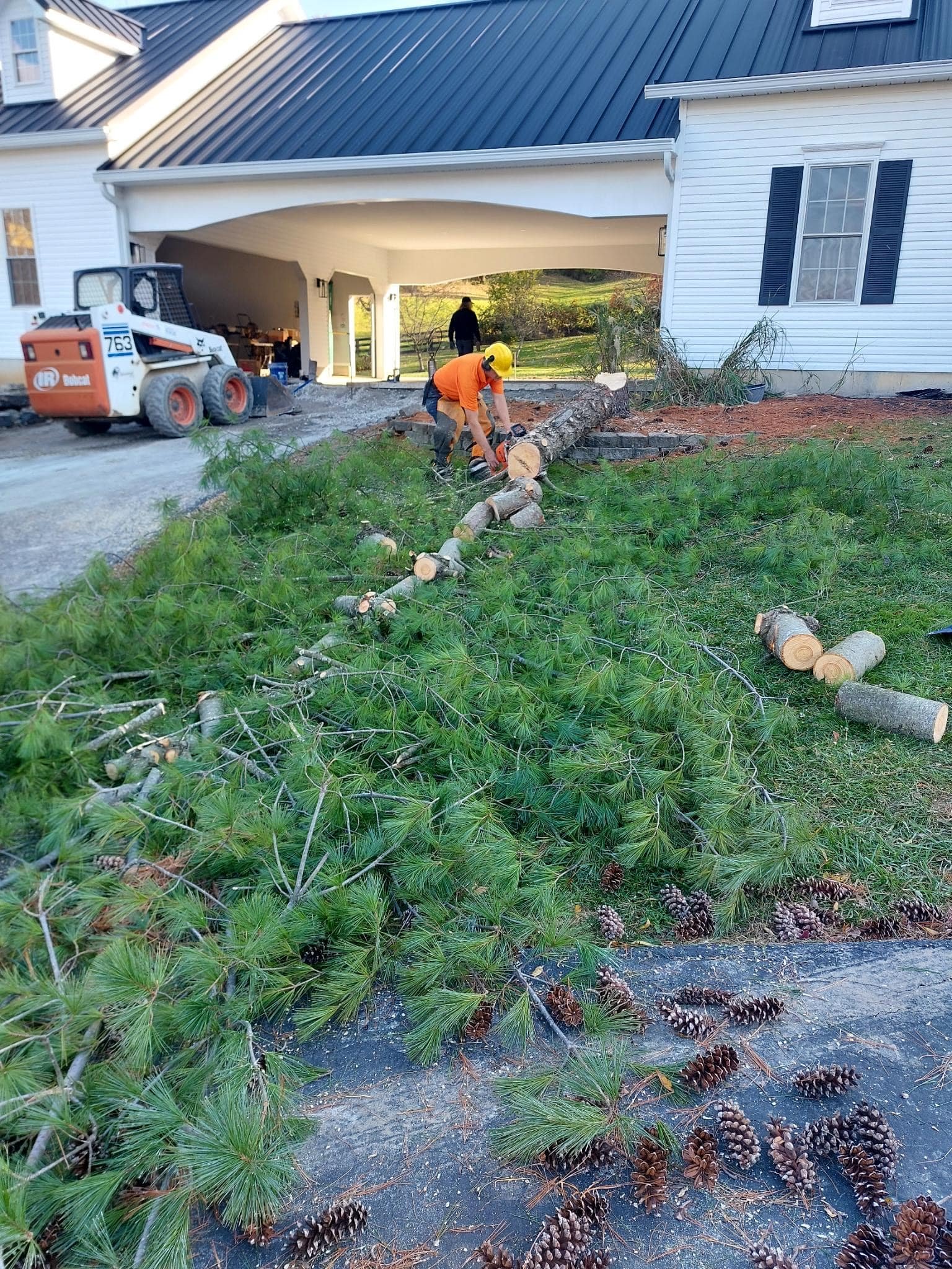 Tree Removal, Forestry
